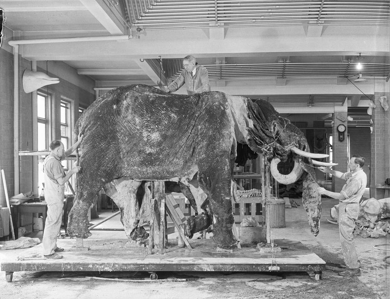 Illustration for article titled Operation Dumbo Drop Gone Terribly Wrong: How to clean a giant elephant skin